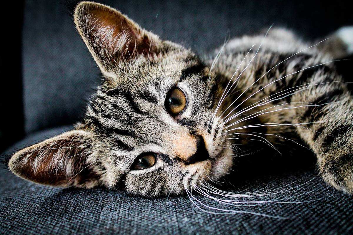 Katze auf grauem Stoff - 10 tolle Tipps zum neuen Teppichtrend